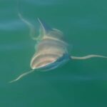 Cape Town: Shark Cage Dive - The Value of the Tour