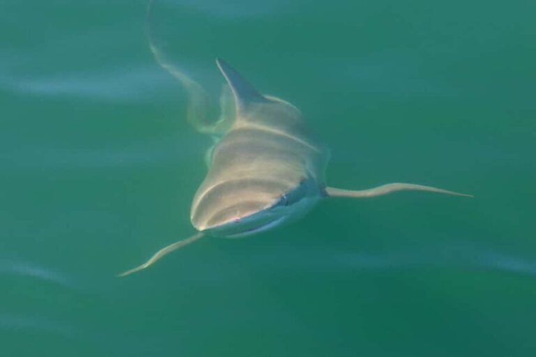 Cape Town: Shark Cage Dive - The Value of the Tour