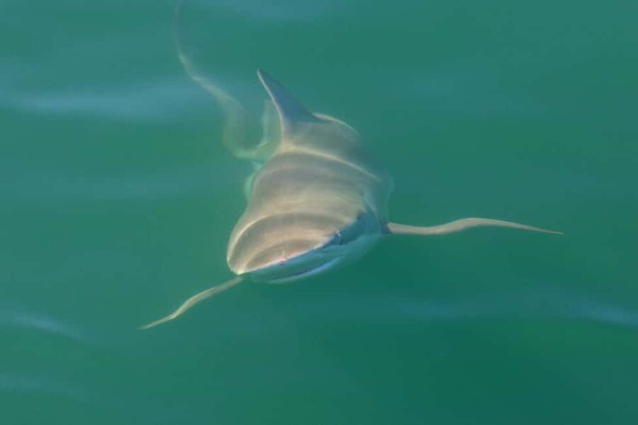 Cape Town: Shark Cage Dive - The Value of the Tour