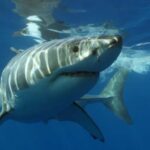 Cape Town: Shark Cage Diving Experience - The Experience in Detail