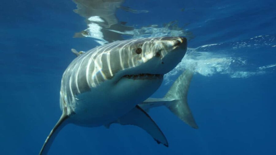 Cape Town: Shark Cage Diving Experience - The Experience in Detail