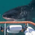 Cape Town: Shark Cage Diving Tour (with Breakfast & Lunch) - Practical Details: What You Need to Know