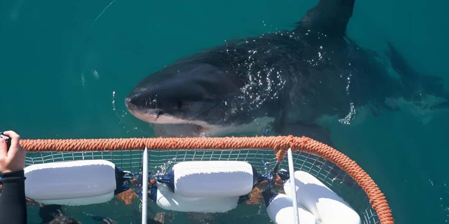 Cape Town: Shark Cage Diving Tour (with Breakfast & Lunch) - Practical Details: What You Need to Know