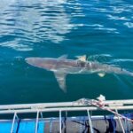 Cape Town: Shark Cage Diving with Snacks and Soft Drinks - A Detailed Look at the Shark Cage Diving Experience in Cape Town