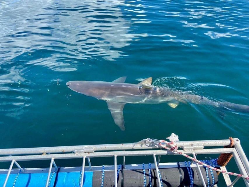 Cape Town: Shark Cage Diving with Snacks and Soft Drinks - A Detailed Look at the Shark Cage Diving Experience in Cape Town