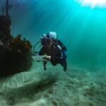 Cape Town: Shark Science SCUBA Diving Experience - Why This Tour Offers Great Value
