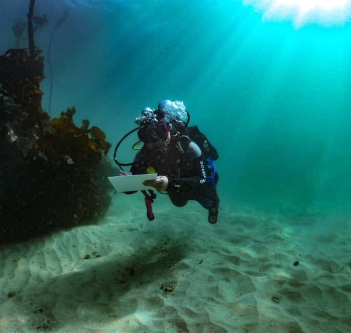 Cape Town: Shark Science SCUBA Diving Experience - Why This Tour Offers Great Value