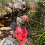 Cape Town: Skeleton Gorge Hike to Table Mountain Summit - Why This Tour Offers Great Value