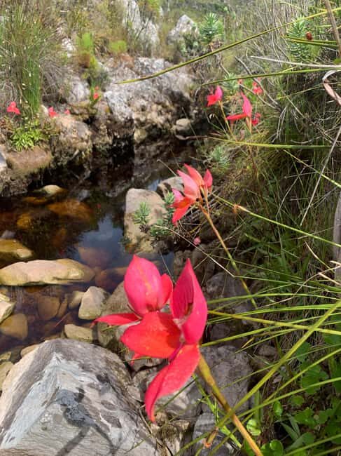 Cape Town: Skeleton Gorge Hike to Table Mountain Summit - Why This Tour Offers Great Value