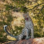 Cape Town: Sunset Safari at Aquila Game Reserve w/Transfer - The Journey Begins: What to Expect