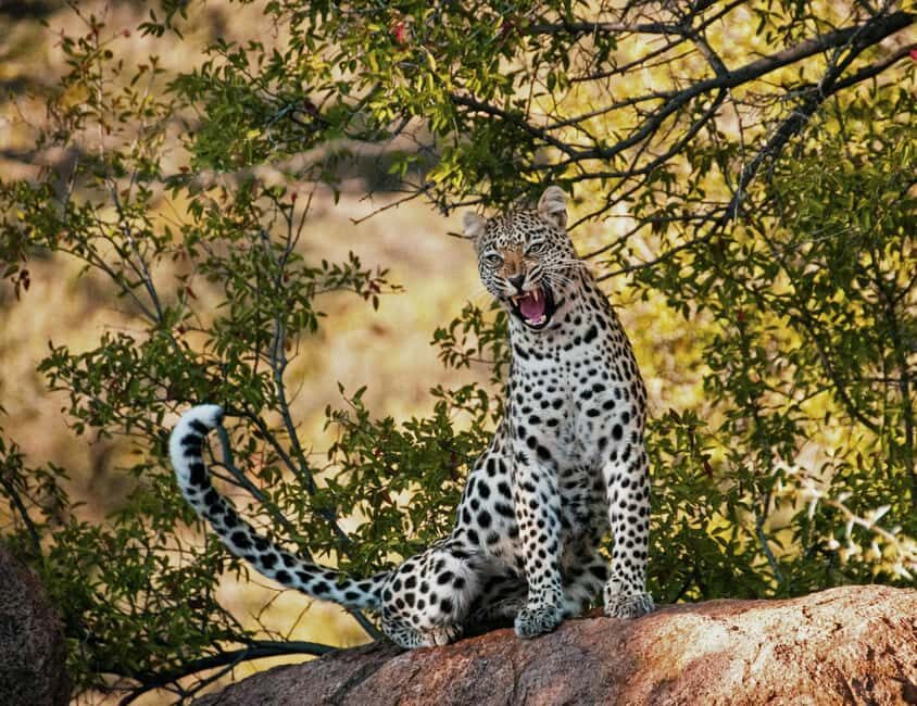 Cape Town: Sunset Safari at Aquila Game Reserve w/Transfer - The Journey Begins: What to Expect