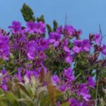 Cape Town: Table Mountain and Cape Point Small Group Tour - Authentic Insights from Reviews