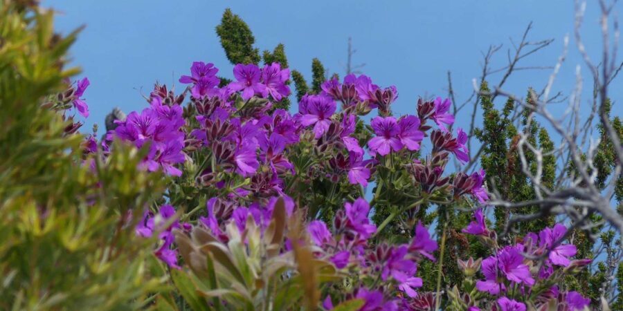 Cape Town: Table Mountain and Cape Point Small Group Tour - Authentic Insights from Reviews