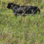 Cape Town: Table Mountain and stellenbosch Big Cats Park - FAQs