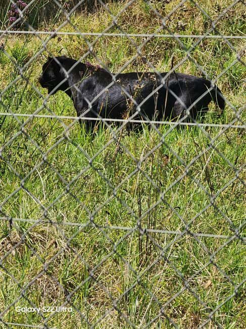 Cape Town: Table Mountain and stellenbosch Big Cats Park - FAQs