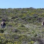 Cape Town: Table Mountain, Penguins & Cape Point Group Tour - Transportation & Logistics