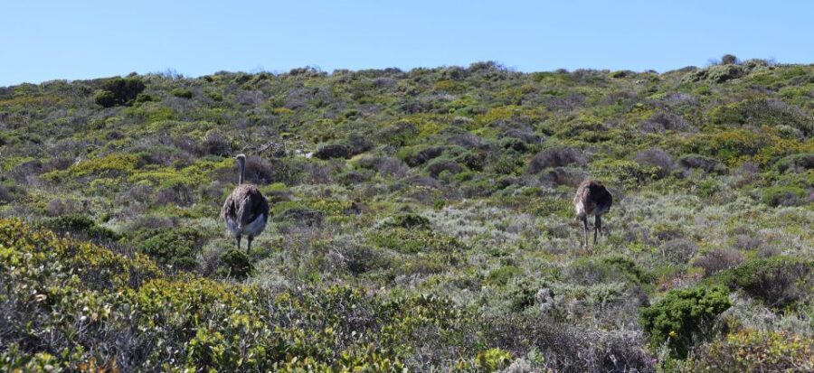 Cape Town: Table Mountain, Penguins & Cape Point Group Tour - Transportation & Logistics