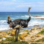 Cape Town: Table Mountain, Penguins & Cape Point Shared Tour - What Travelers Can Expect