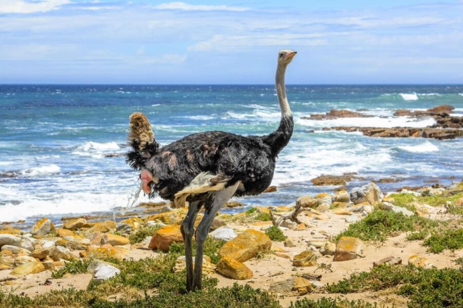 Cape Town: Table Mountain, Penguins & Cape Point Shared Tour - What Travelers Can Expect