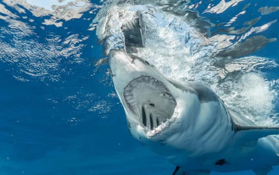 Cape Town to Gaansbaai - Shark Cage Diving - Final Thoughts: Who Is This Tour Best For?