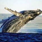 Cape Town: Whale Watching, Wine Tasting, and Penguin Tour - Key Points