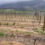 Cape Town: Winelands Private Tour - Final Thoughts