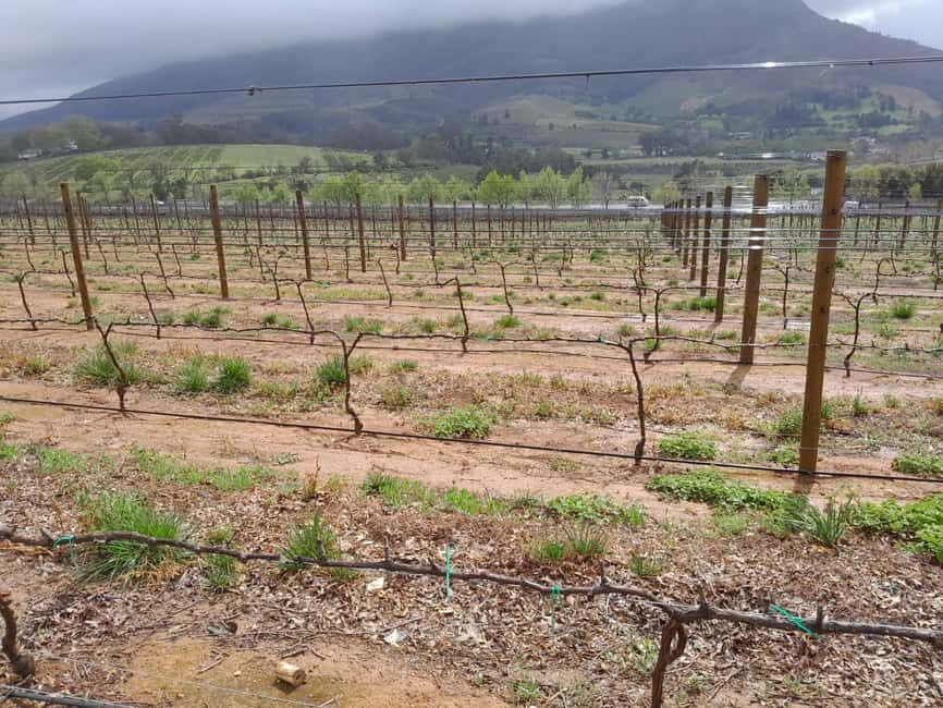 Cape Town: Winelands Private Tour - Final Thoughts