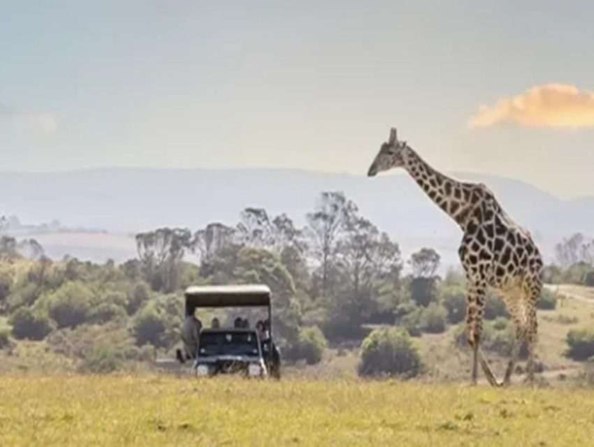 CAPE TOWN:PRIVATE SAFARI DRIVE AT AQUILA GAME RESERVE - Who Is This Tour Best For?