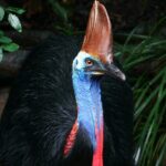 Cape Tribulation & Daintree Wilderness (TCT) - Practical Insights: What to Expect and Consider