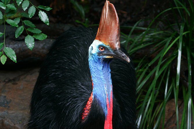 Cape Tribulation & Daintree Wilderness (TCT) - Practical Insights: What to Expect and Consider