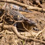 Cape Tribulation Day Tour - Practical Aspects & What to Expect