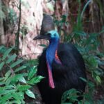 Cape Tribulation Day Tour from Cairns - Why This Tour Stands Out