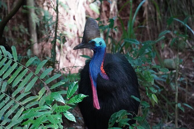 Cape Tribulation Day Tour from Cairns - Why This Tour Stands Out