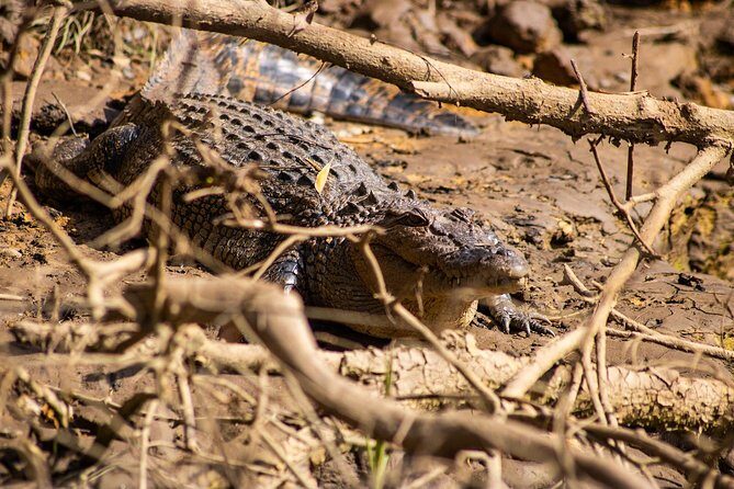 Cape Tribulation Day Tour - Practical Aspects & What to Expect