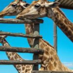 Cape Winelands Family Tour & Wildlife Encounter - Practical Details: What to Know Before You Go