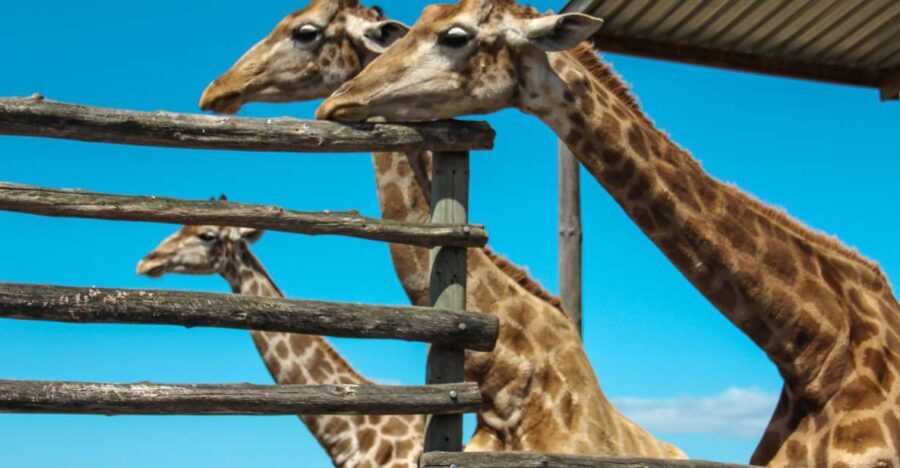 Cape Winelands Family Tour & Wildlife Encounter - Practical Details: What to Know Before You Go