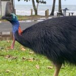 Cassowary Coast Waterfall Culture Tour - Detailed Breakdown of the Itinerary