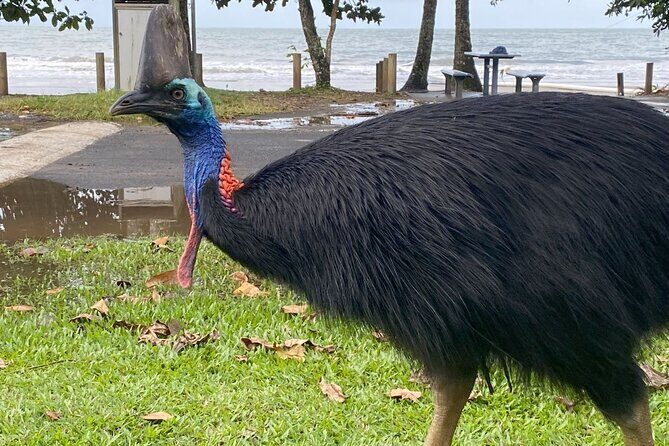 Cassowary Coast Waterfall Culture Tour - Detailed Breakdown of the Itinerary