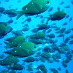 Cathedral Cove Marine Reserve: Snorkeling Boat Trip - What Makes This Tour Stand Out