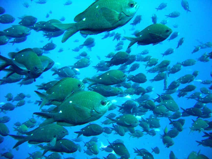 Cathedral Cove Marine Reserve: Snorkeling Boat Trip - What Makes This Tour Stand Out