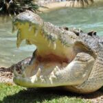 Central Coast Private Day Tour | Beaches, Bays and Wildlife & Reptile Park Entry - Who Should Consider This Tour?