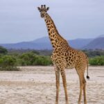 Cheap Tanzania safari: 2 Days Selous from zanzibar - Deep Dive into the Experience