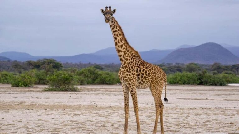Cheap Tanzania safari: 2 Days Selous from zanzibar - Deep Dive into the Experience