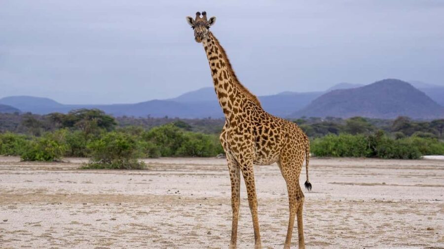 Cheap Tanzania safari: 2 Days Selous from zanzibar - Deep Dive into the Experience