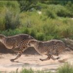 Cheetah Encounter and Cape Wine Tasting Tour. - The Itinerary Breakdown