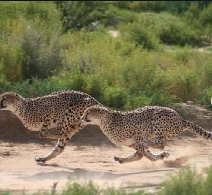 Cheetah Encounter and Cape Wine Tasting Tour. - The Itinerary Breakdown