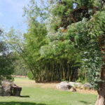 Cheetah, Giraffes Encounter, lion's park, and Wine Tasting - Discovering South Africa’s Wildlife: An Up-Close Encounter