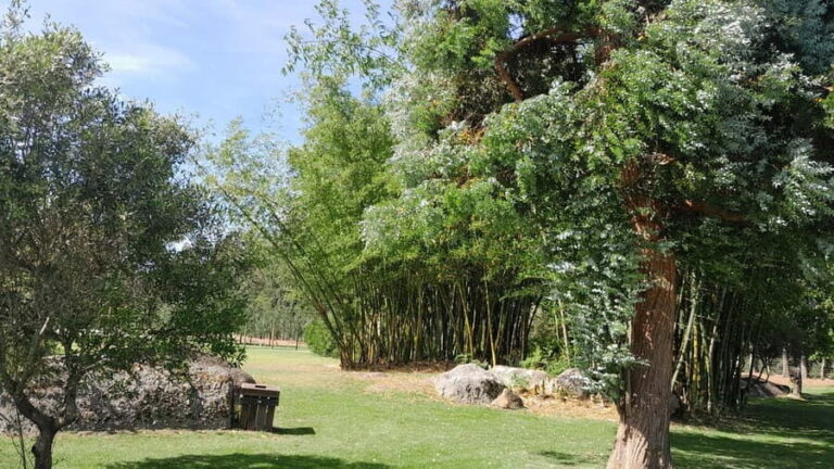 Cheetah, Giraffes Encounter, lion's park, and Wine Tasting - Discovering South Africa’s Wildlife: An Up-Close Encounter