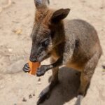 Chillagoe Caves and Outback Day Trip from Cairns - Why This Tour Delivers Real Value