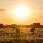 Chobe: 2-Day Mobile Camping Safari - The Value of the Experience